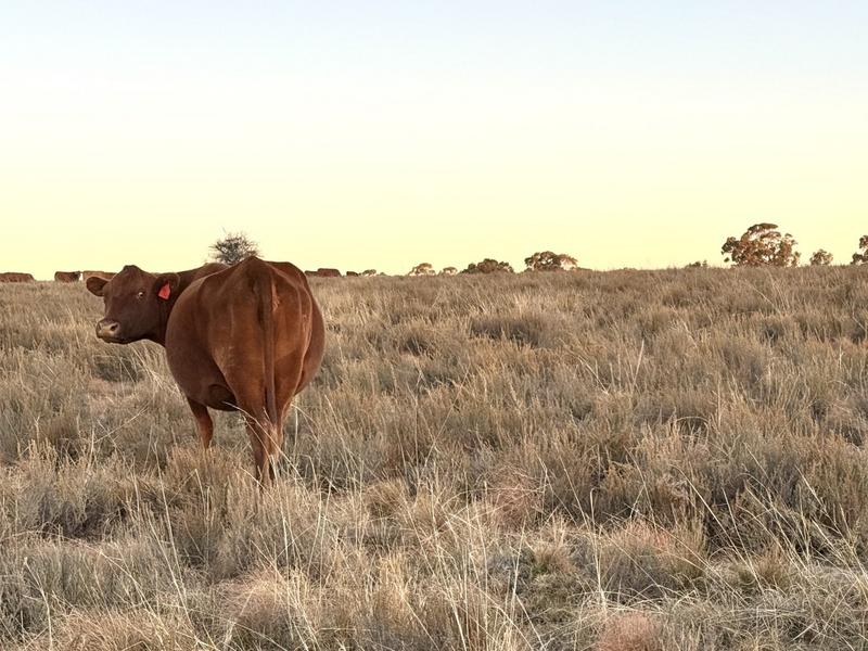 0 Bedroom Property for Sale in Warden Free State